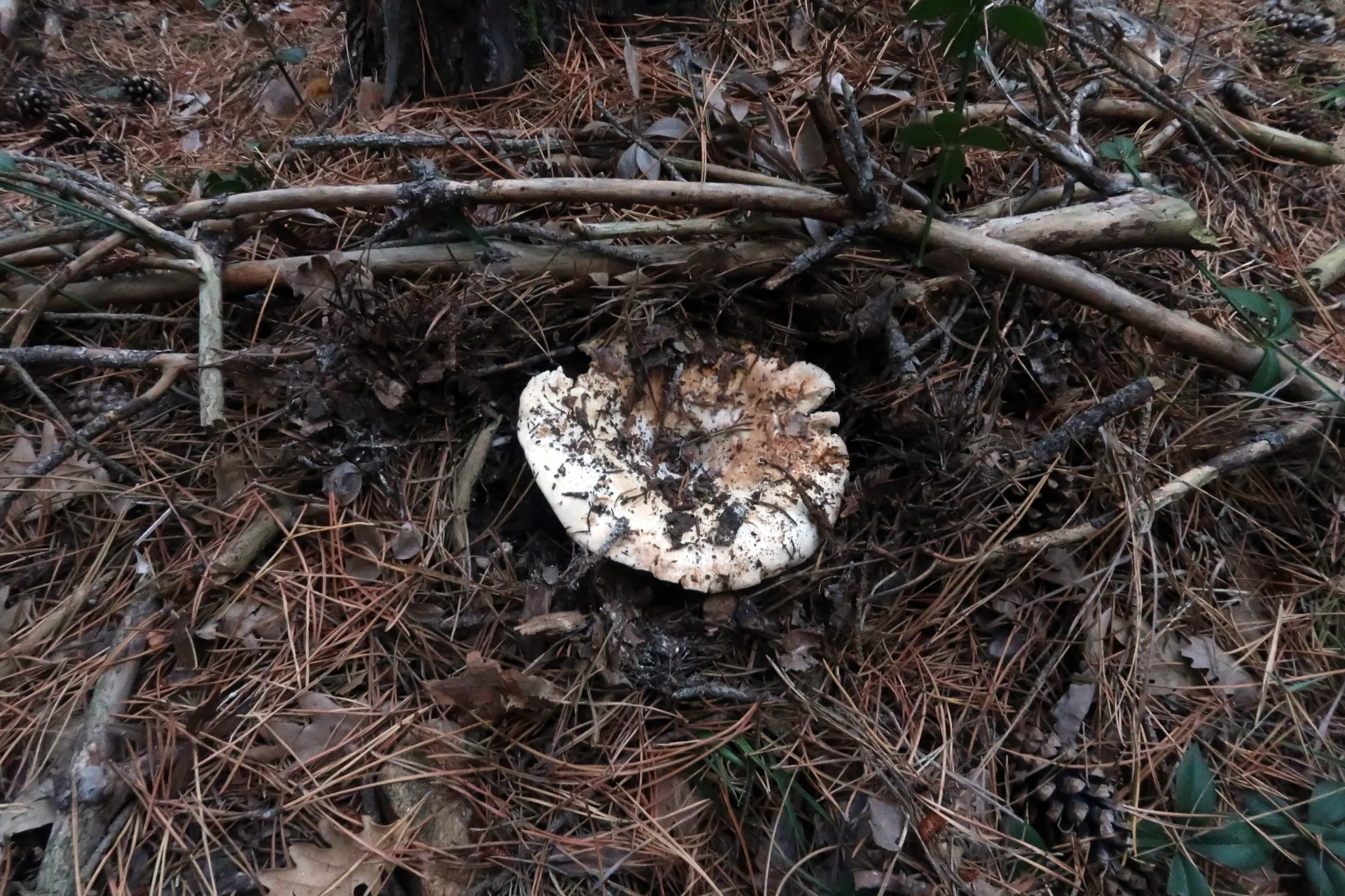 Russula chloroides - 1 - IMG_3837
